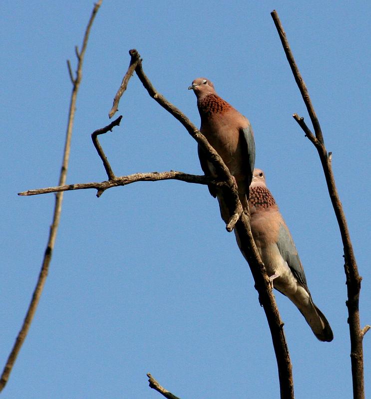 frieda 004.jpg - Grootringduif pronk by wyfie..